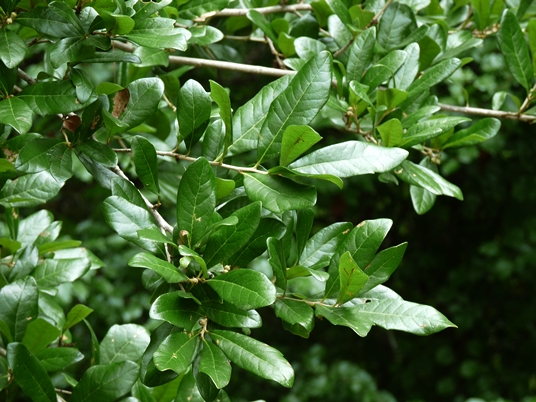 {Quercus virginiana}